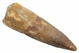 Fossil Spinosaurus Tooth - Real Dinosaur Tooth #225522-1